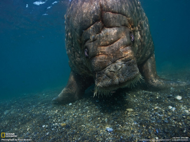 Обои картинки фото животные, морские, коровы, слоны