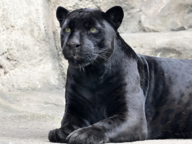 Обои картинки фото животные, пантеры