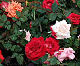 Картинка цветы розы