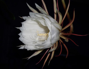 Картинка цветы кактусы