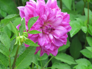 Картинка цветы георгины сиреневый