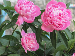 Картинка цветы пионы розовый