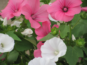 Картинка лаватера цветы белый розовый зеленый