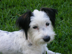 Картинка животные собаки черное ухо