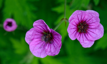 Картинка цветы герань яркий лиловый