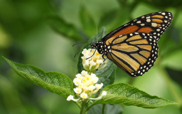 Картинка животные бабочки