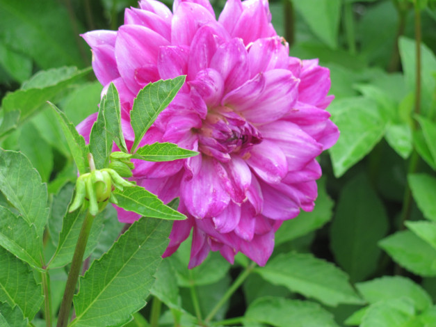 Обои картинки фото цветы, георгины, сиреневый