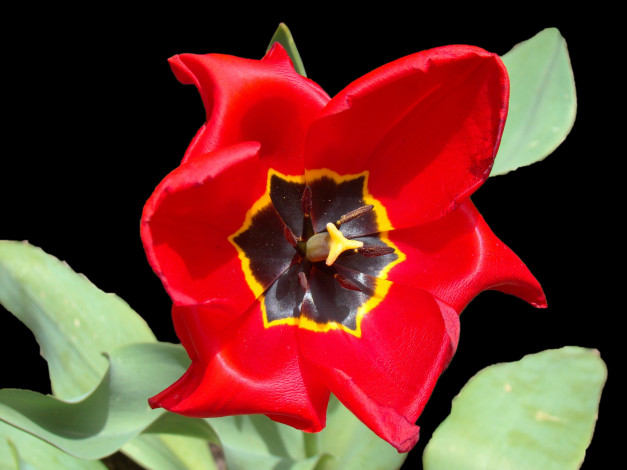 Обои картинки фото цветы, тюльпаны