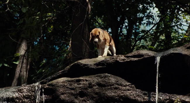 Обои картинки фото am, number, four, кино, фильмы, утёс, собака