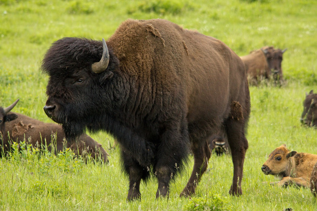 Обои картинки фото животные, зубры, бизоны