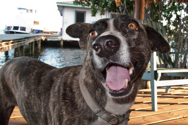 Обои картинки фото животные, собаки, язык