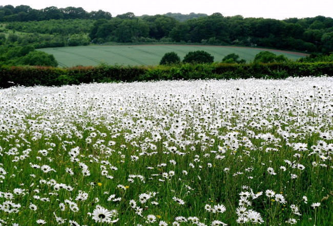 Обои картинки фото природа, луга, деревья, поля, ромашки