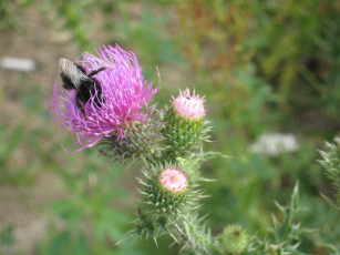 Картинка цветок шмель животные насекомые