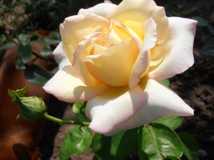 Картинка цветы розы кремовый