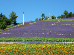 Картинка природа поля цветы поле