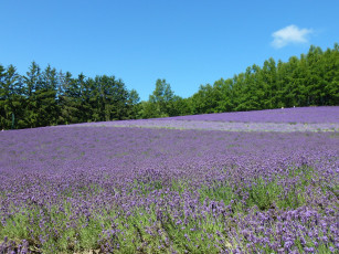 Картинка природа поля цветы поле