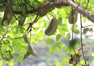 Картинка природа плоды ветка