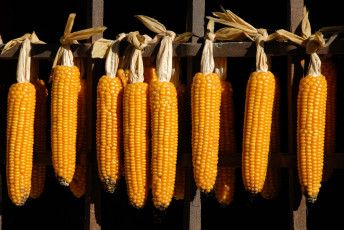 Картинка еда кукуруза