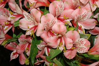 Картинка цветы альстромерия розовый