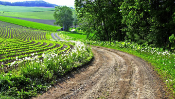 Картинка природа дороги деревья роща поле одуванчики березки