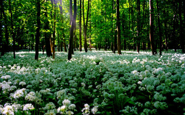 Картинка beauty of august природа лес цветы поляна