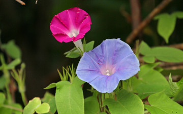 Картинка цветы вьюнки ипомеи