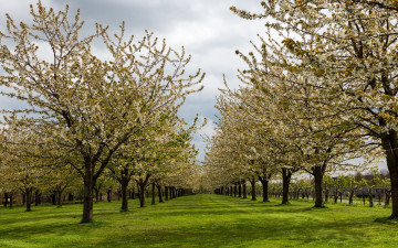 Картинка природа деревья сад