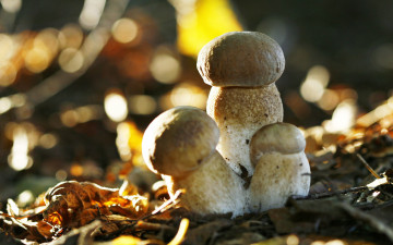 Картинка природа грибы