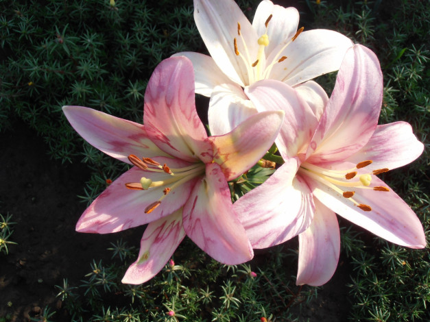 Обои картинки фото цветы, лилии, лилейники, розовый