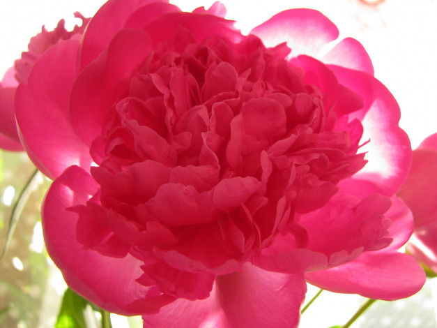 Обои картинки фото цветы, пионы, розовый, макро