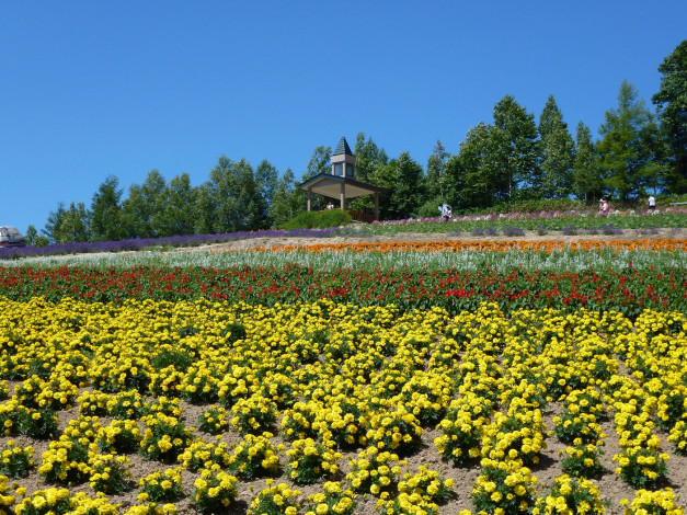 Обои картинки фото природа, поля, цветы, поле