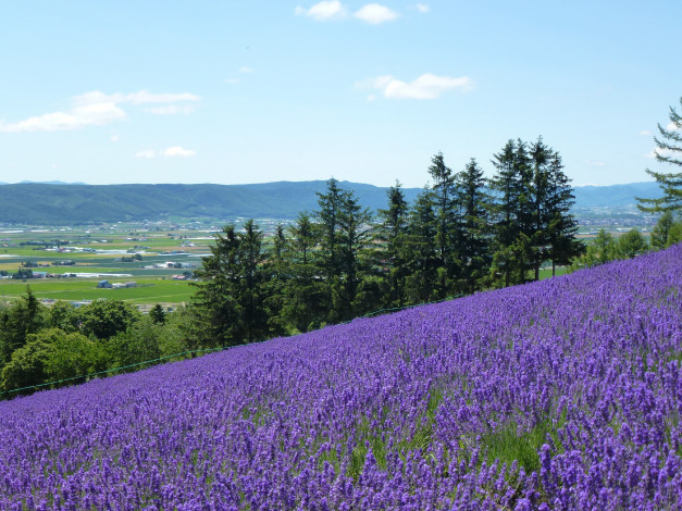 Обои картинки фото природа, поля, цветы, поле