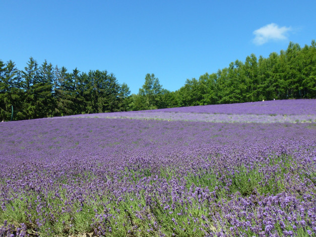 Обои картинки фото природа, поля, цветы, поле