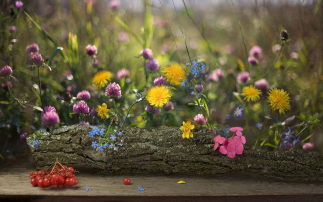 Обои картинки фото цветы, луговые, полевые, композиция