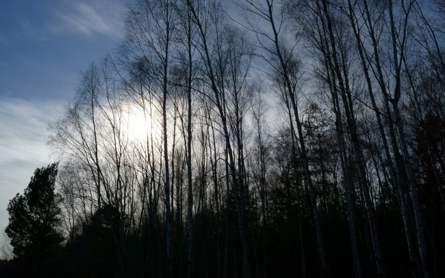 Обои картинки фото природа, деревья, вечер