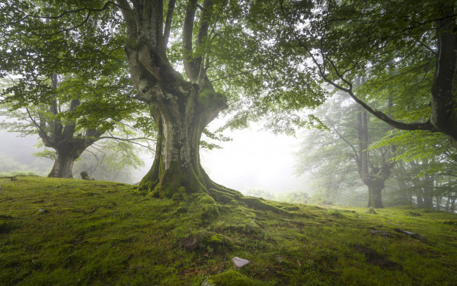 Обои картинки фото природа, деревья, зелень, дымка, лес, мох, трава