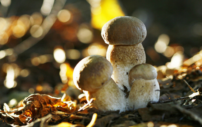 Обои картинки фото природа, грибы