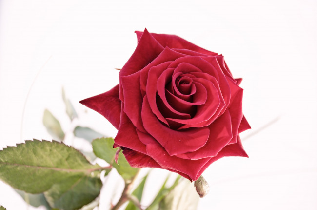 Обои картинки фото цветы, розы, роза