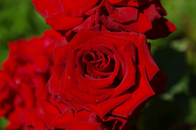 Обои картинки фото цветы, розы, красный