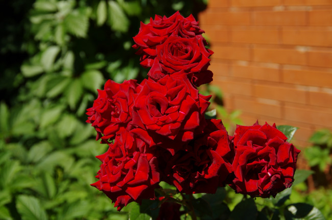 Обои картинки фото цветы, розы, красный