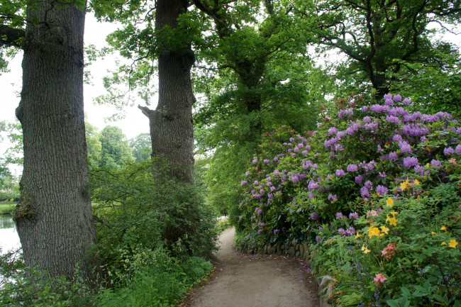 Обои картинки фото дания, grаsten, природа, парк, дорожка, родендроны
