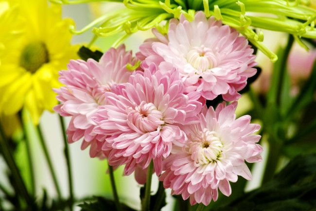 Обои картинки фото цветы, хризантемы