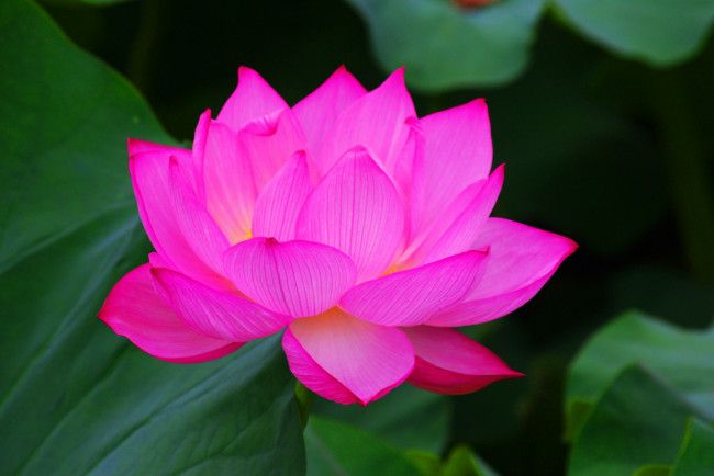 Обои картинки фото цветы, лотосы, лотос