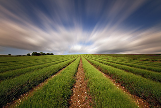 Обои картинки фото природа, поля, поле, лаванда, небо