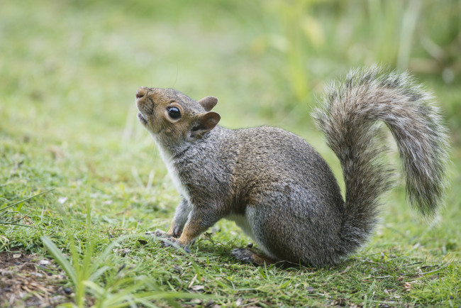 Обои картинки фото животные, белки, трава, фон, белка