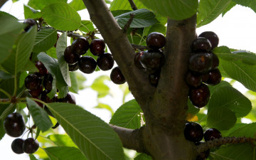 Картинка природа Ягоды ветка листья черешня