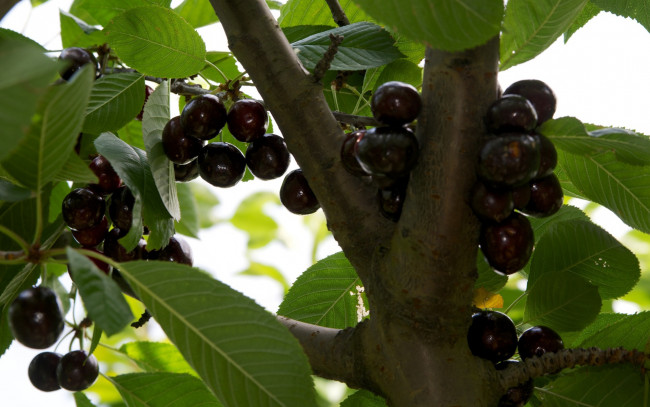 Обои картинки фото природа, Ягоды, ветка, листья, черешня