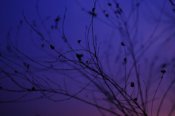 Картинка природа макро закат силуэт ветки сумерки