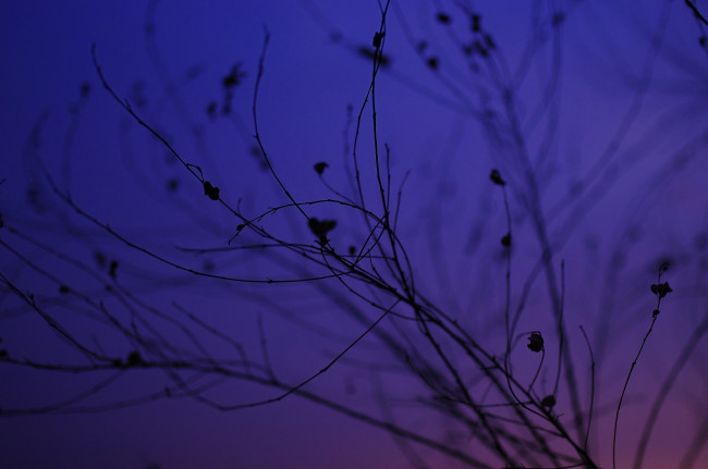 Обои картинки фото природа, макро, закат, силуэт, ветки, сумерки