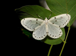 Картинка животные бабочки +мотыльки +моли itchydogimages макро насекомое моль листья крылья чёрный фон